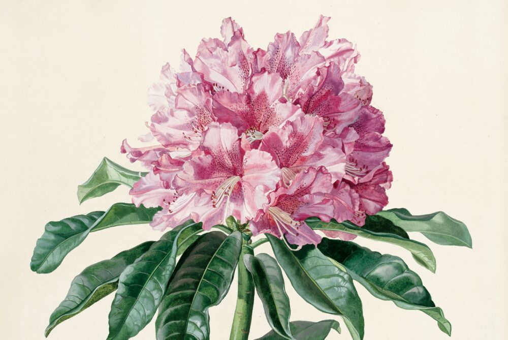 Unbekannter Künstler, Rhododendron – Rote Blüte mit Zweig. Aus dem Bestand der Ständischen Zeichnungsakademie © Foto: UMJ/N. Lackner