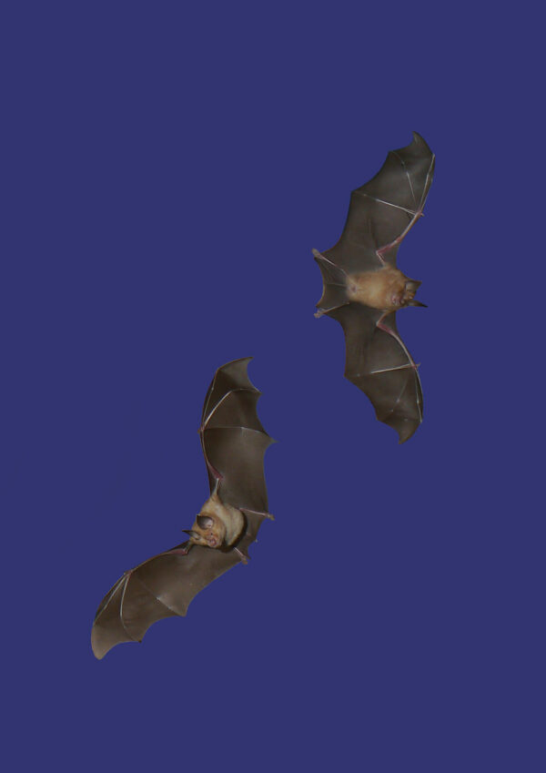 Rotor Karl Kugelschafter Bat Life Österreich